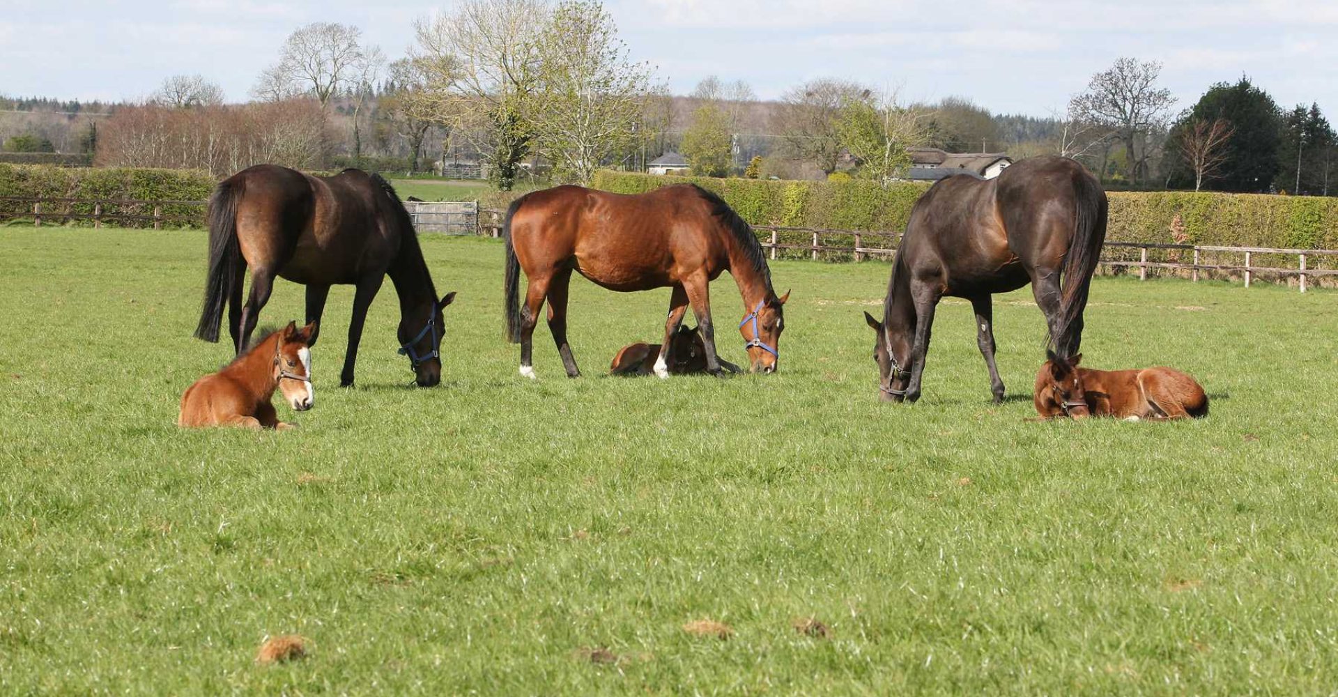 KILDARAGH STUD THURS 5 APRIL 2012   PIC: CAROLINE NORRIS
MARES AND FOALS